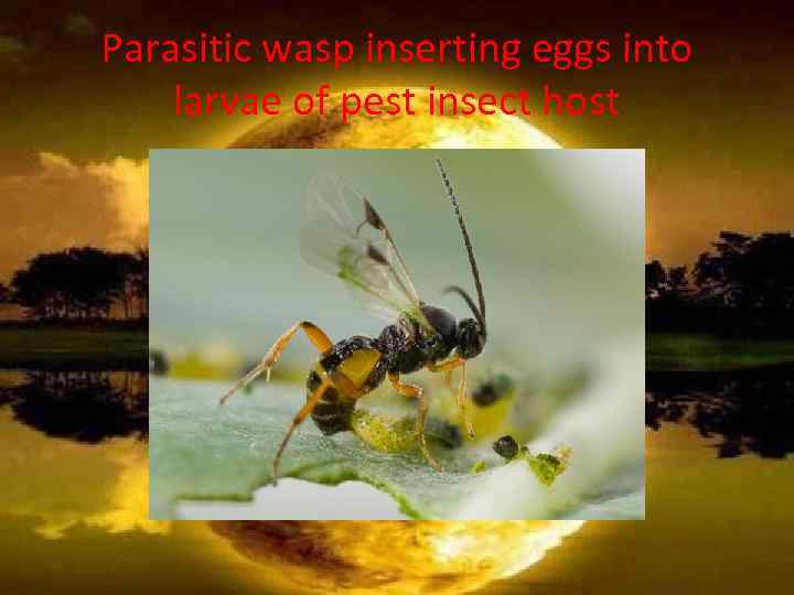 Parasitic wasp inserting eggs into larvae of pest insect host 