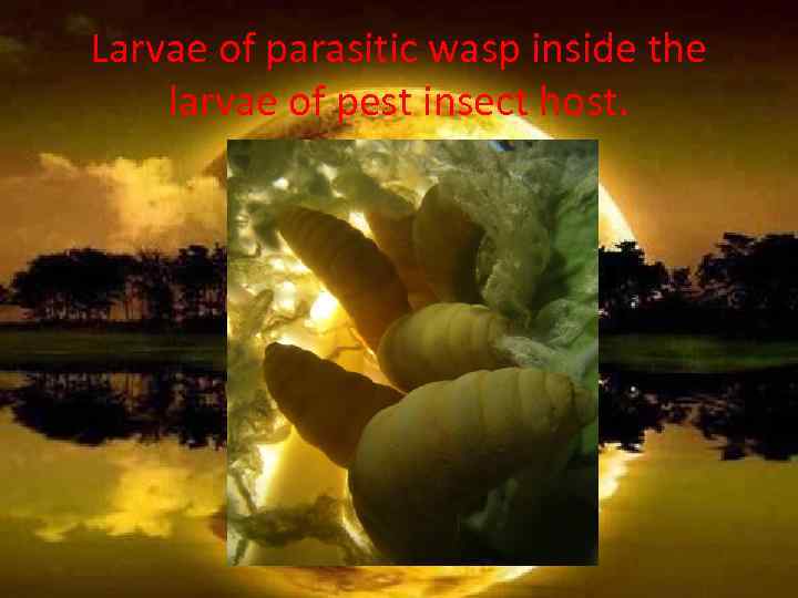 Larvae of parasitic wasp inside the larvae of pest insect host. 