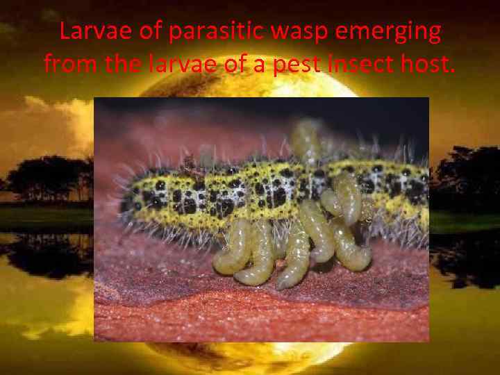 Larvae of parasitic wasp emerging from the larvae of a pest insect host. 