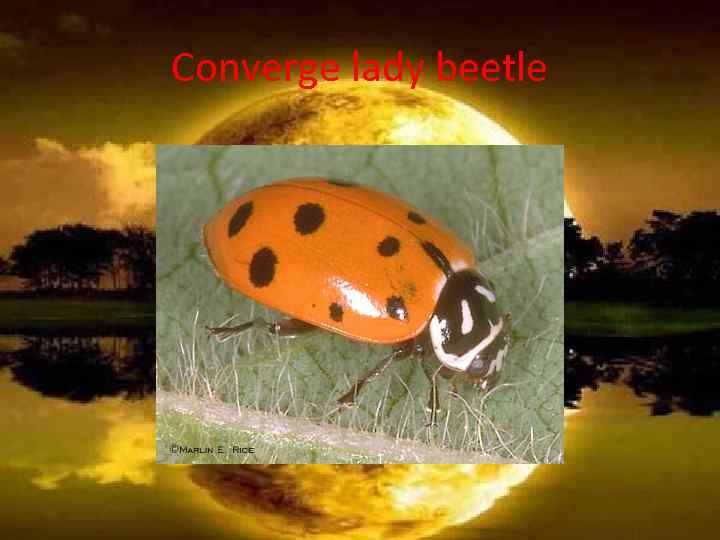 Converge lady beetle 