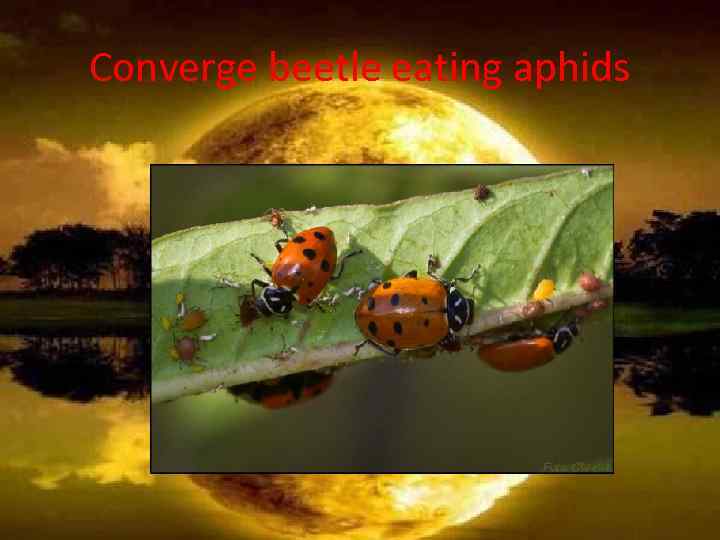 Converge beetle eating aphids 