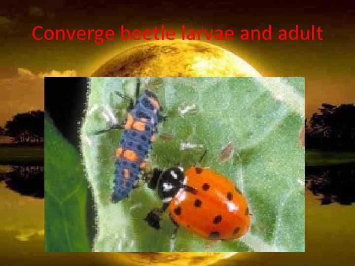 Converge beetle larvae and adult 