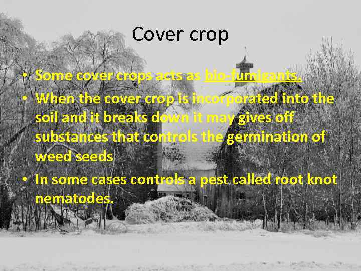 Cover crop • Some cover crops acts as bio-fumigants. • When the cover crop