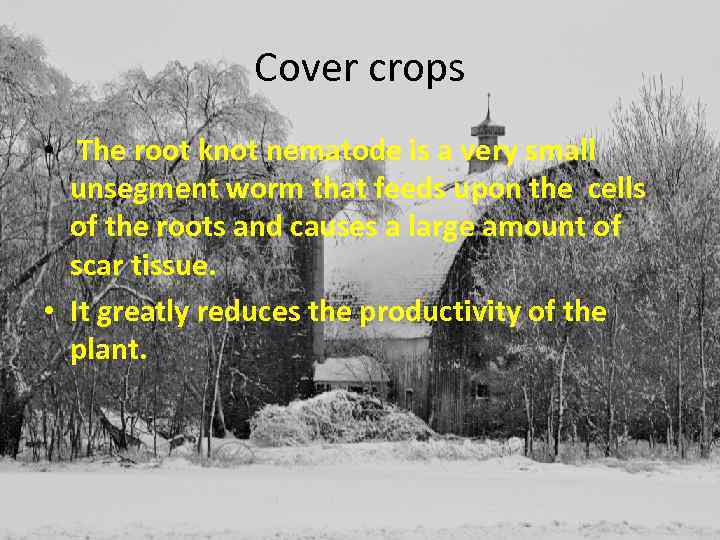 Cover crops • The root knot nematode is a very small unsegment worm that