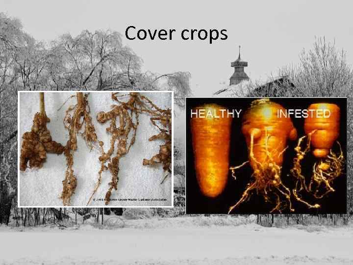 Cover crops 