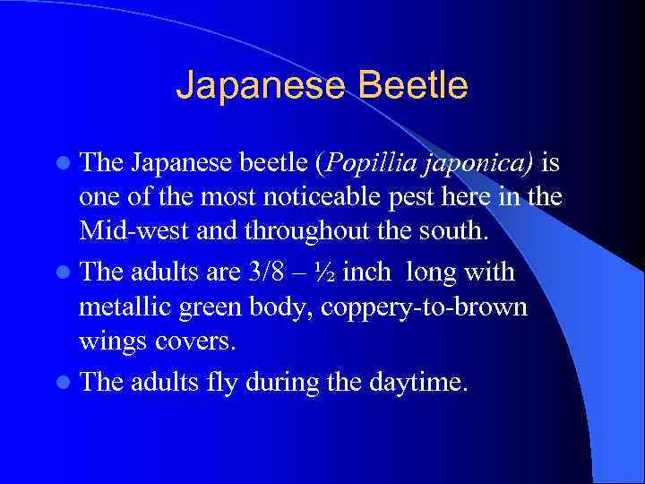 Japanese Beetle l The Japanese beetle (Popillia japonica) is one of the most noticeable