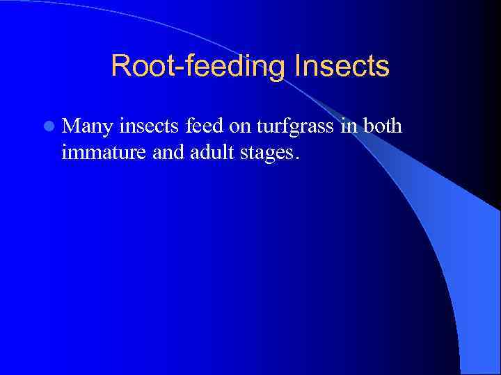 Root-feeding Insects l Many insects feed on turfgrass in both immature and adult stages.