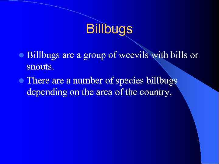 Billbugs l Billbugs are a group of weevils with bills or snouts. l There