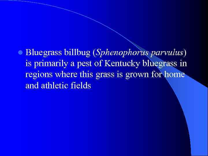 l Bluegrass billbug (Sphenophorus parvulus) is primarily a pest of Kentucky bluegrass in regions