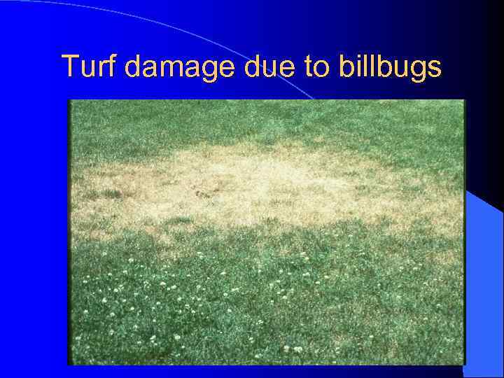 Turf damage due to billbugs 