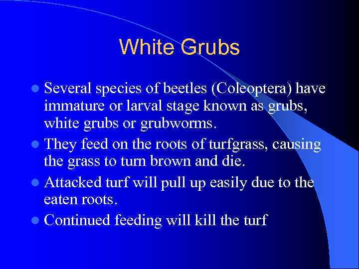 White Grubs l Several species of beetles (Coleoptera) have immature or larval stage known