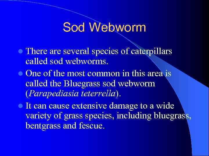 Sod Webworm l There are several species of caterpillars called sod webworms. l One