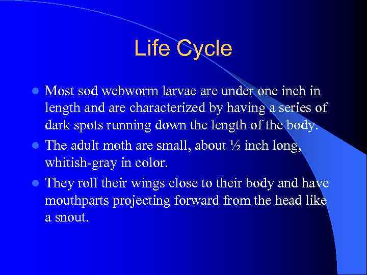 Life Cycle Most sod webworm larvae are under one inch in length and are