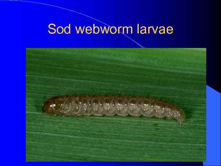 Sod webworm larvae 