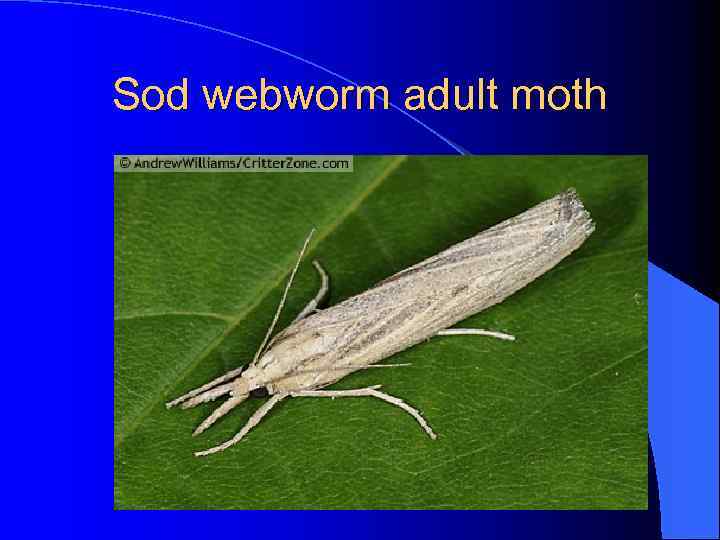 Sod webworm adult moth 