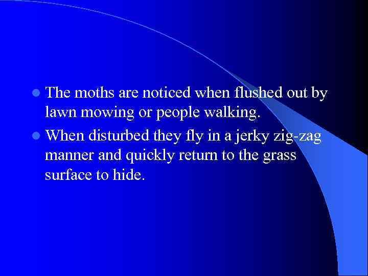 l The moths are noticed when flushed out by lawn mowing or people walking.