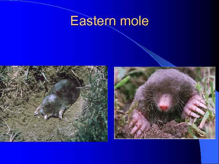 Eastern mole 