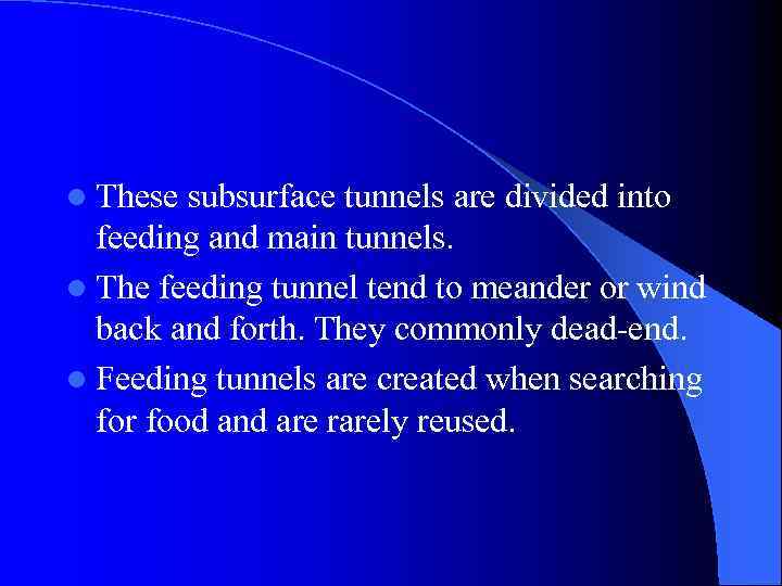 l These subsurface tunnels are divided into feeding and main tunnels. l The feeding