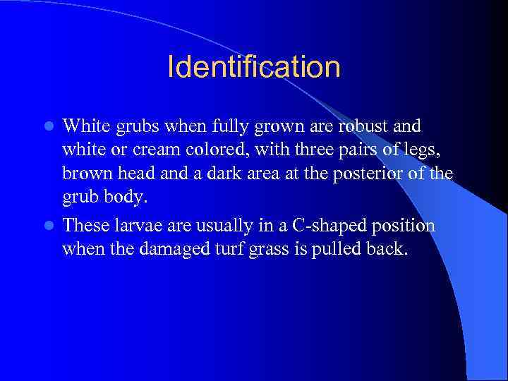 Identification White grubs when fully grown are robust and white or cream colored, with