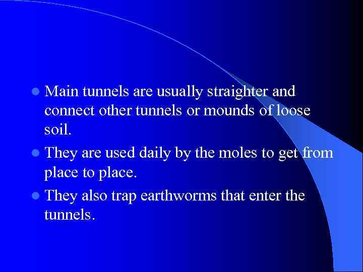 l Main tunnels are usually straighter and connect other tunnels or mounds of loose