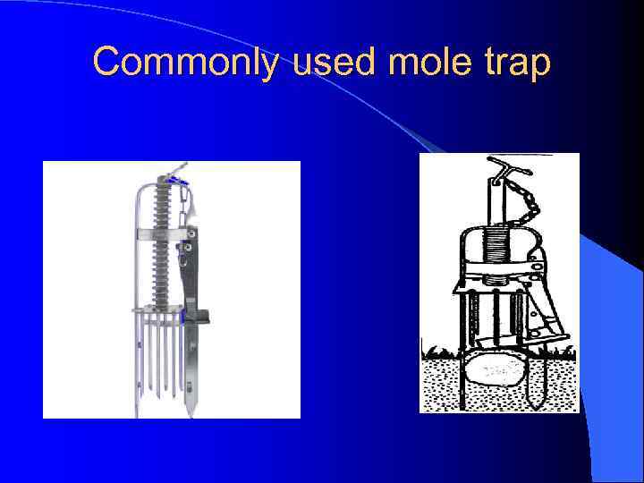 Commonly used mole trap 