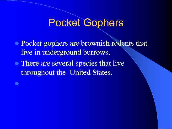 Pocket Gophers l Pocket gophers are brownish rodents that live in underground burrows. l