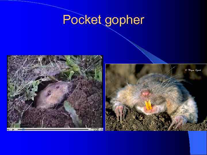 Pocket gopher 