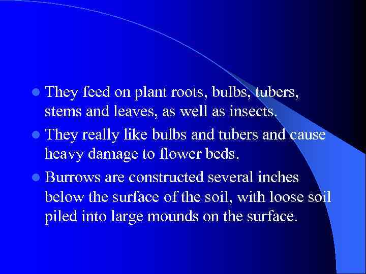 l They feed on plant roots, bulbs, tubers, stems and leaves, as well as