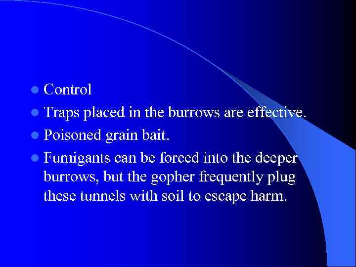 l Control l Traps placed in the burrows are effective. l Poisoned grain bait.