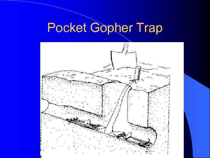 Pocket Gopher Trap 