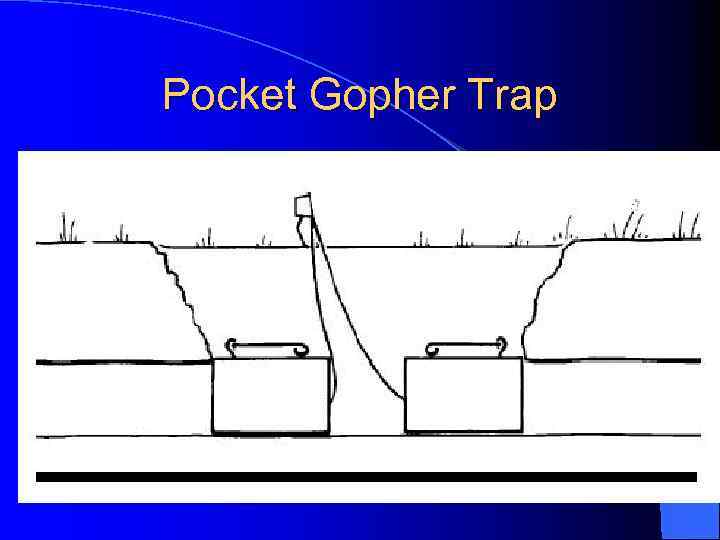 Pocket Gopher Trap 