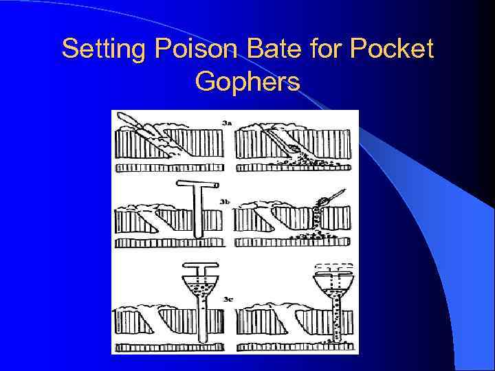 Setting Poison Bate for Pocket Gophers 