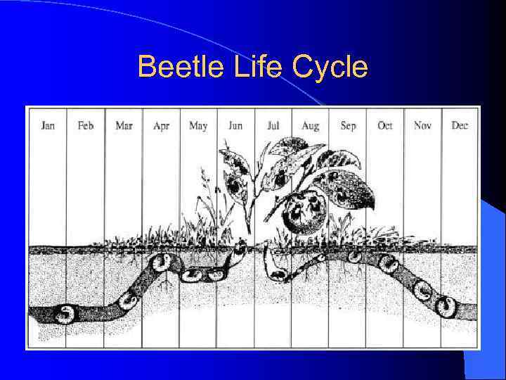 Beetle Life Cycle 