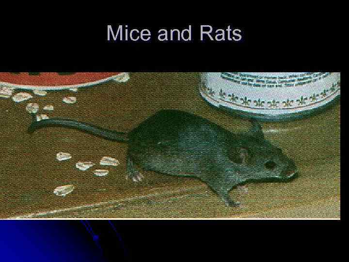 Mice and Rats 