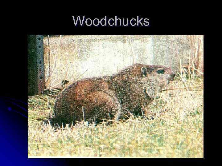 Woodchucks 