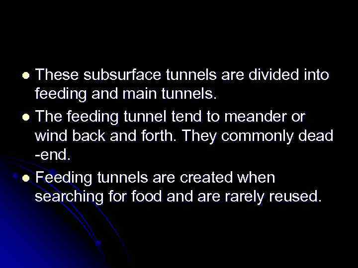 These subsurface tunnels are divided into feeding and main tunnels. l The feeding tunnel