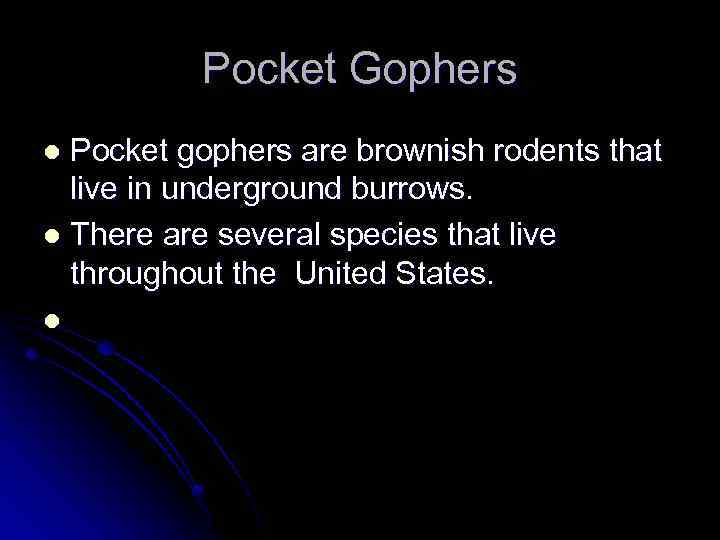Pocket Gophers Pocket gophers are brownish rodents that live in underground burrows. l There
