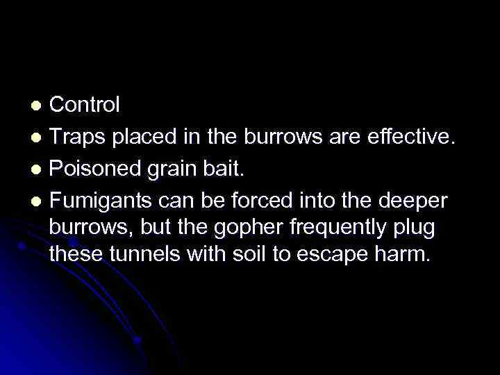 Control l Traps placed in the burrows are effective. l Poisoned grain bait. l