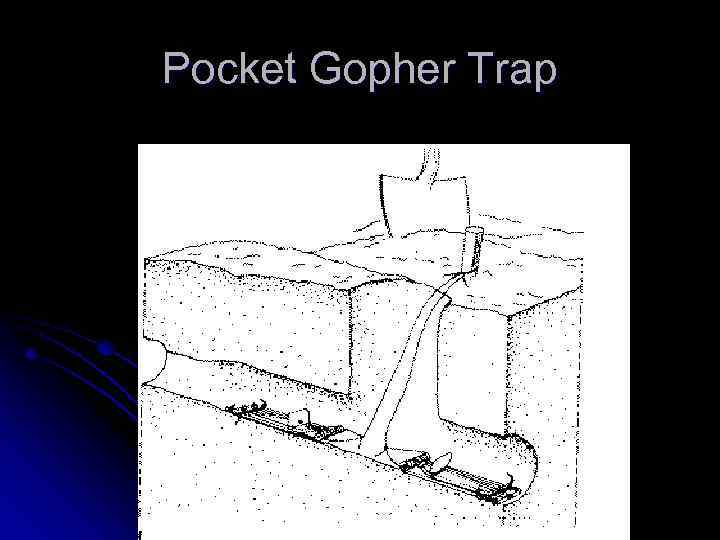 Pocket Gopher Trap 