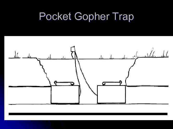 Pocket Gopher Trap 