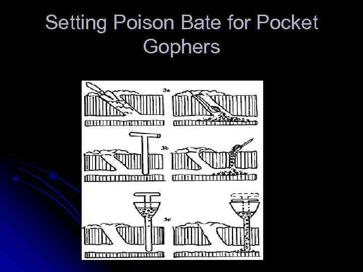 Setting Poison Bate for Pocket Gophers 