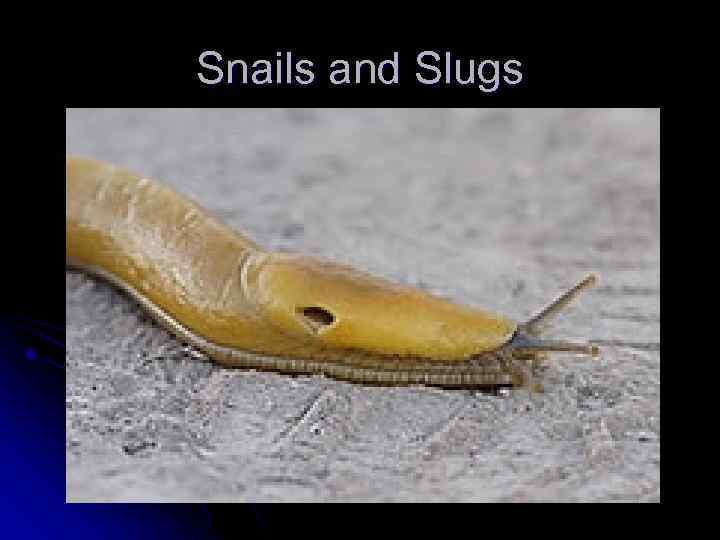 Snails and Slugs 
