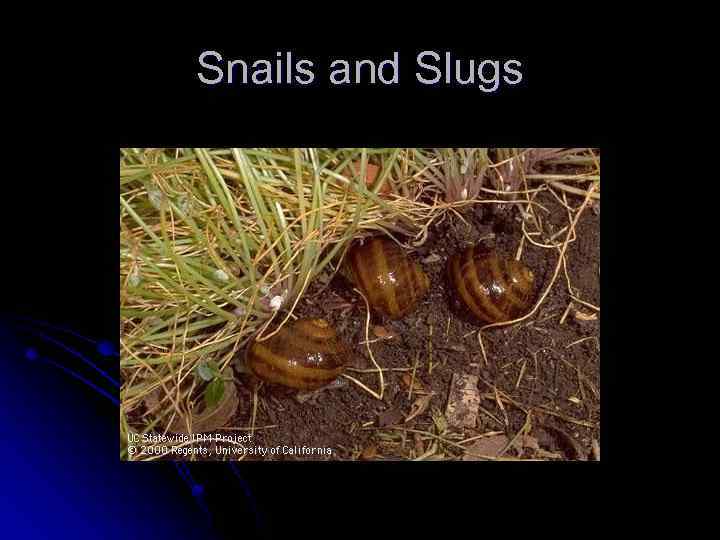 Snails and Slugs 