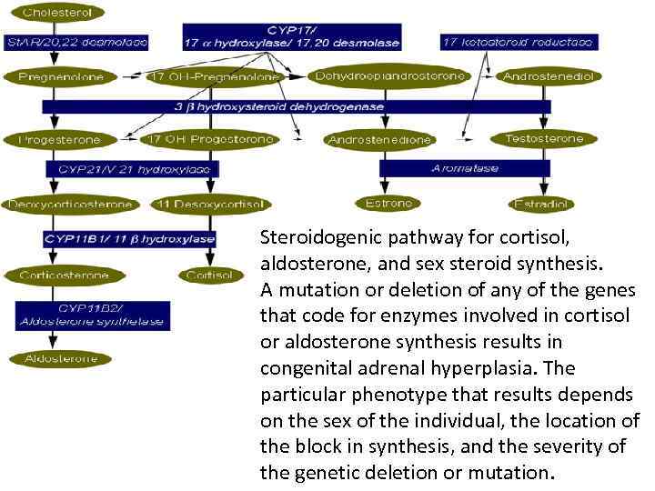 Steroidogenic pathway for cortisol, aldosterone, and sex steroid synthesis. A mutation or deletion of