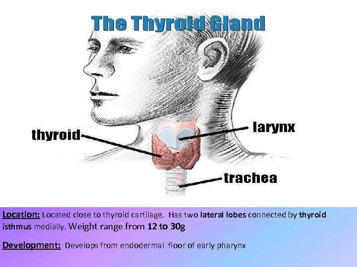 Location: Located close to thyroid cartilage. Has two lateral lobes connected by thyroid isthmus