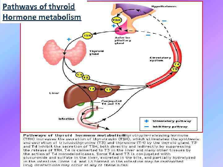 Pathways of thyroid Hormone metabolism 