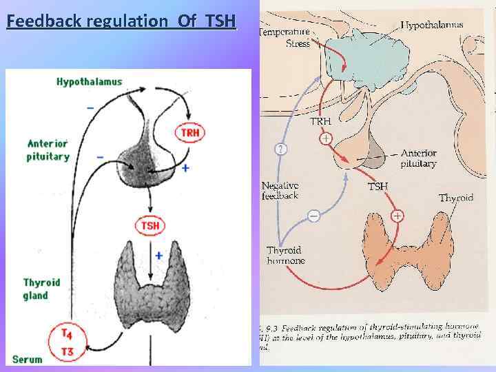 Feedback regulation Of TSH 
