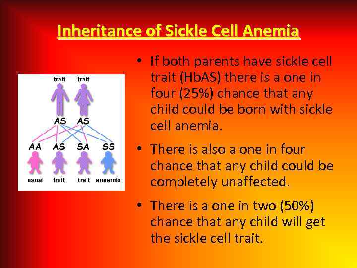 Inheritance of Sickle Cell Anemia • If both parents have sickle cell trait (Hb.