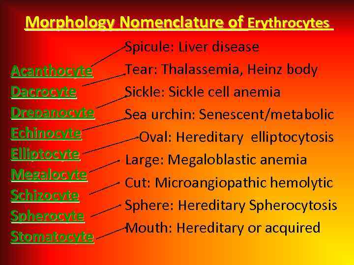 Morphology Nomenclature of Erythrocytes Acanthocyte Dacrocyte Drepanocyte Echinocyte Elliptocyte Megalocyte Schizocyte Spherocyte Stomatocyte Spicule: