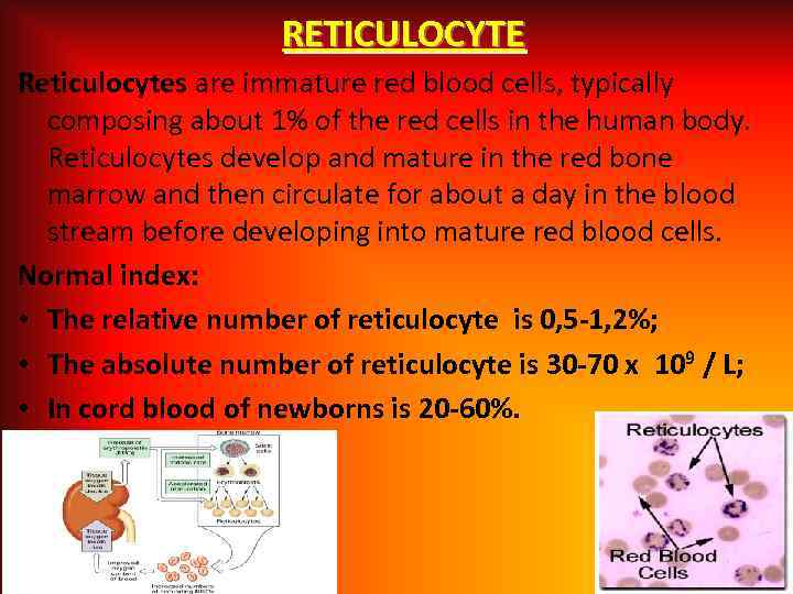 RETICULOCYTE Reticulocytes are immature red blood cells, typically composing about 1% of the red